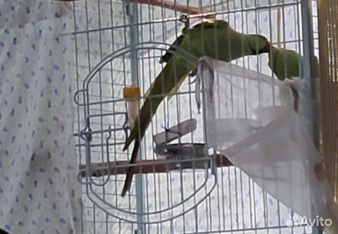 Ожереловый попугай