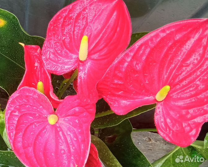 Комнатные цветы антуриум