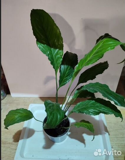 Спатифиллум, растения для дома женское счастье