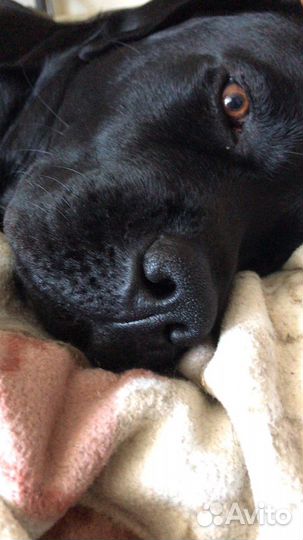 Жених лабрадор-ретривер