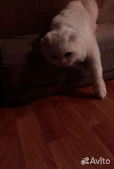 Вязка шотландским котом