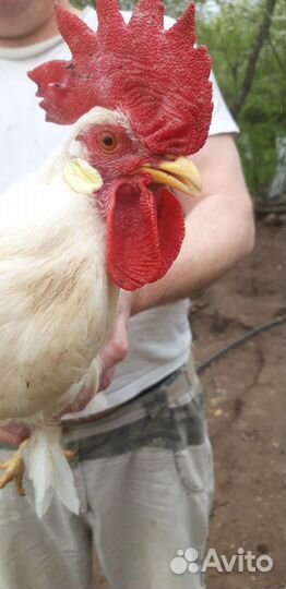 Петух леггорн