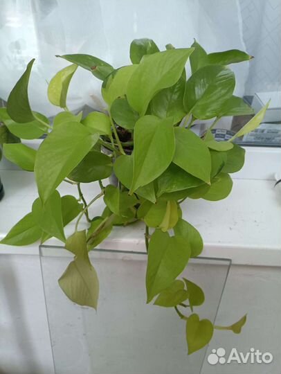 Сингониум, спацифилиум