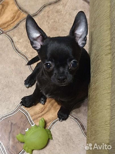 Чихуахуа мини