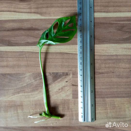 Монстера Манки Маск