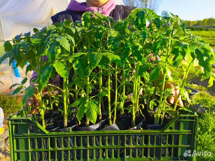 Рассада помидор огурцов перцев