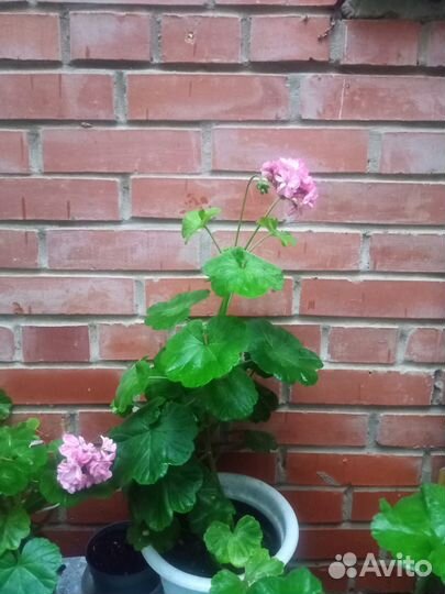 Комнатные цветы