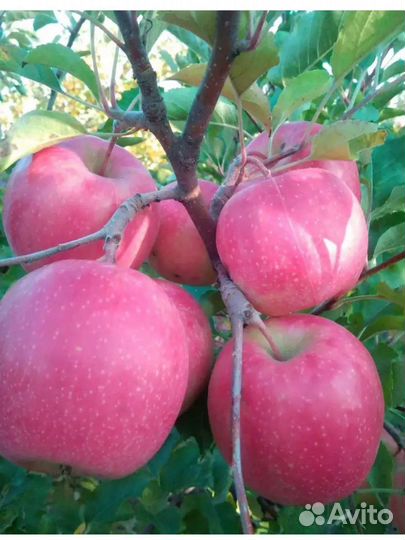 Саженцы плодовых