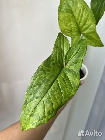 Сингониум Моттлед