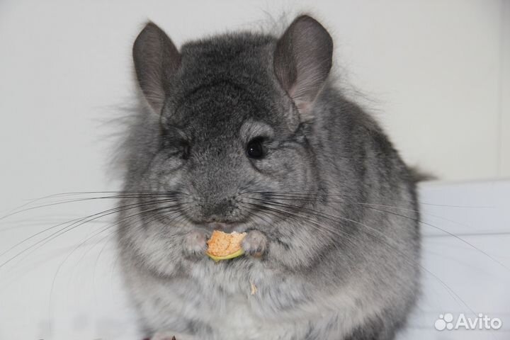 Шиншилла ангорский стандарт, мальчик 6 мес