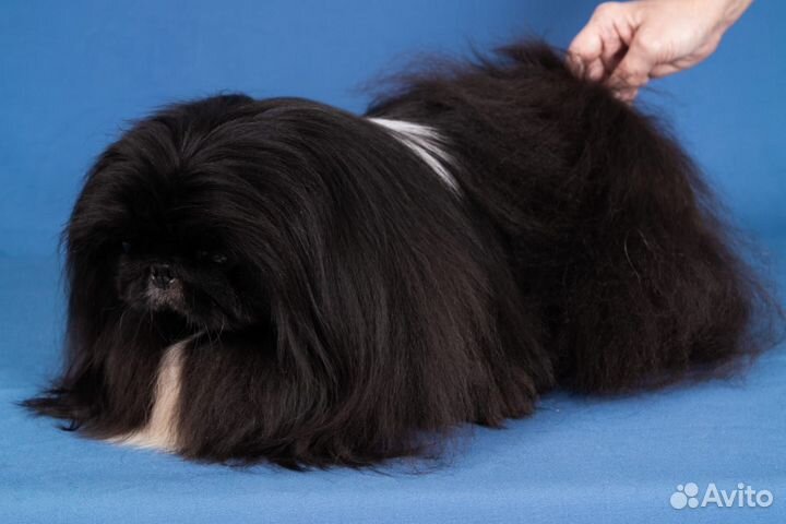 Пекинес девочка в дар