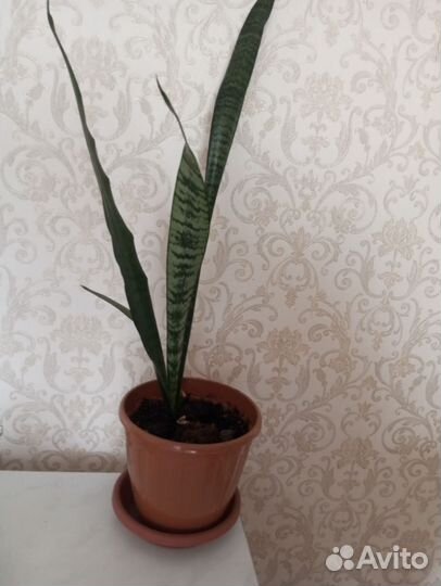 Сансивиерия