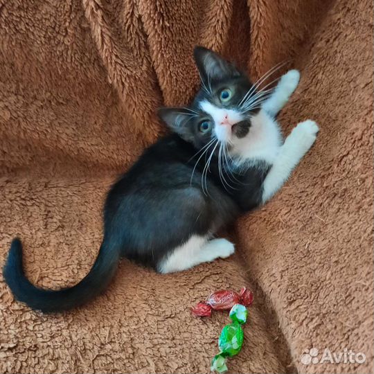 Кошки в добрые руки бесплатно