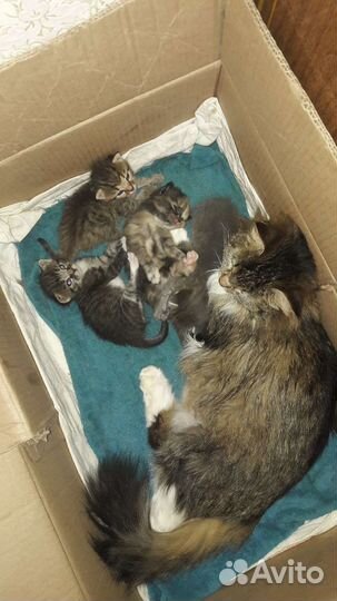 Котята