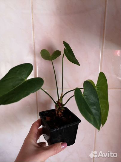 Комнатные цветы антуриум