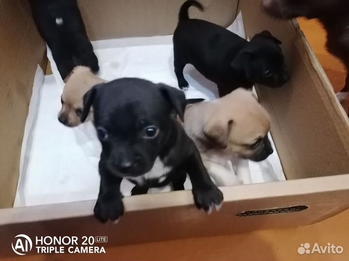 Щенки чихуахуа