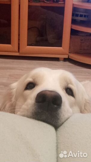 Вязка кобель