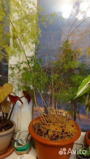 Аспарагус перистый