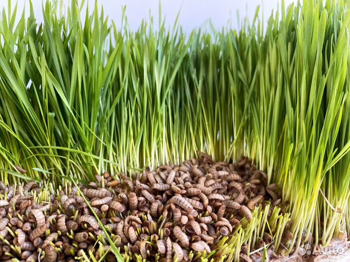 Личинка черной львинки замороженная