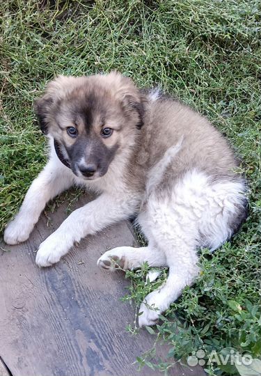 Щенок- метис Мальчик