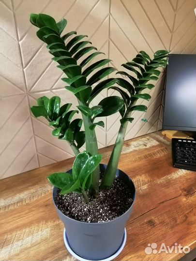 Замиокулькас зензи