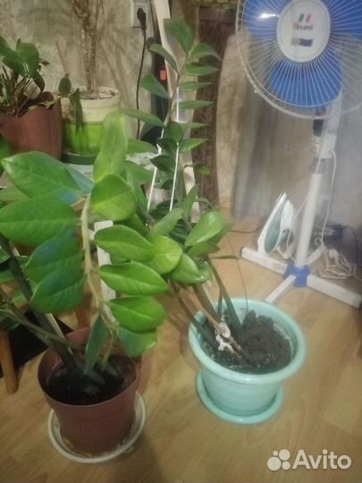 Замиокулькас долларовое дерево