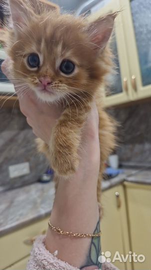 Кошки породистые