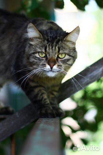 Котята отдам бесплатно