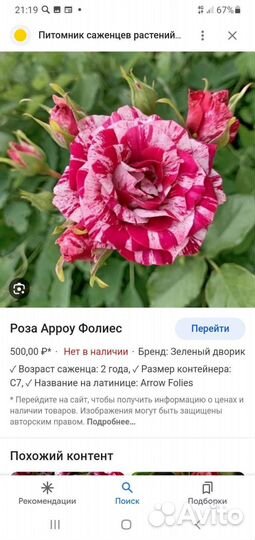 Роза спрейка Арроу Фолиес