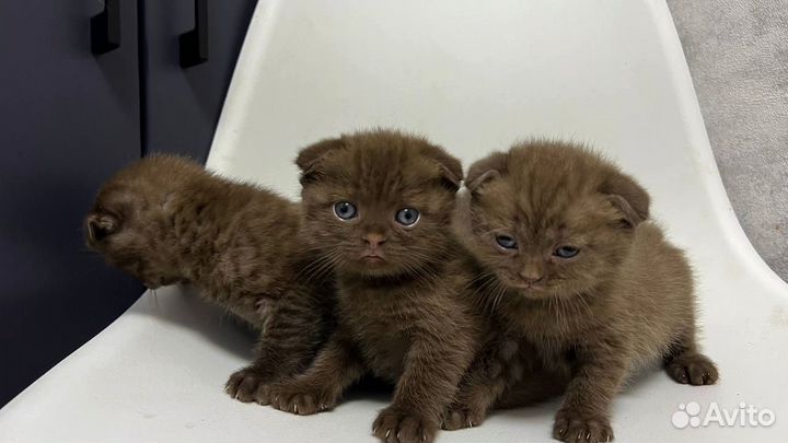 Вислоухие котята