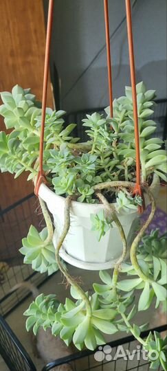 Суккуленты