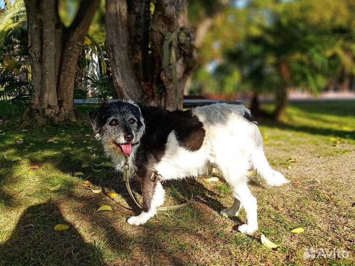 Собака в добрые руки