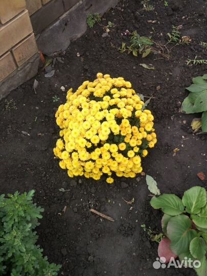 Садовые цветы хризантемы