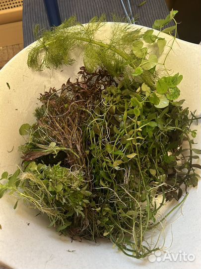 Аквариумные растения