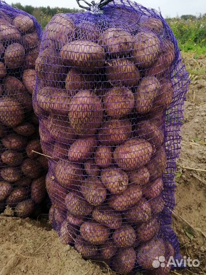 Картофель и овощи домашние