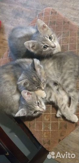 Кошки в добрые руки бесплатно