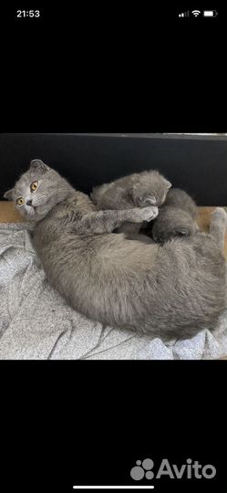 Котята(Шотландские)