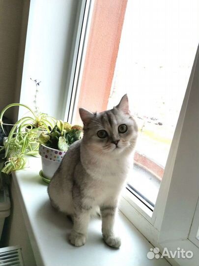 Котенок шотландской шиншиллы