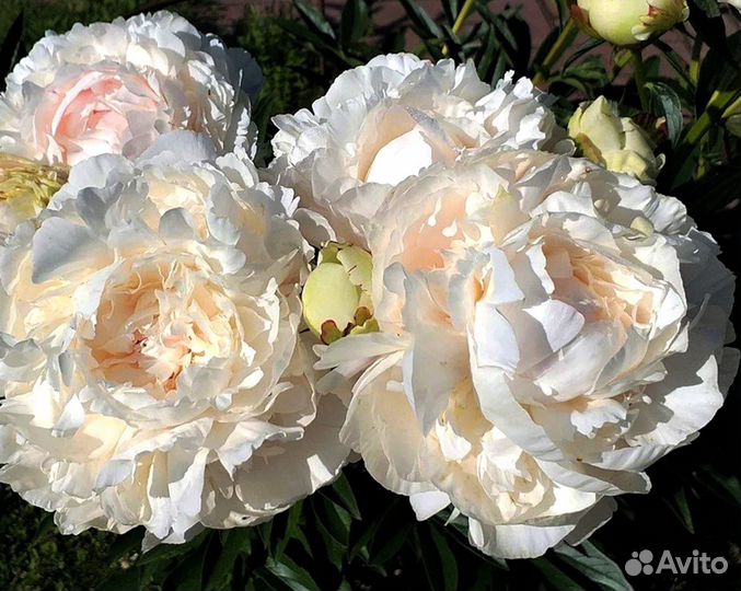 Пионы редкие сорта. Совместная закупка из ес
