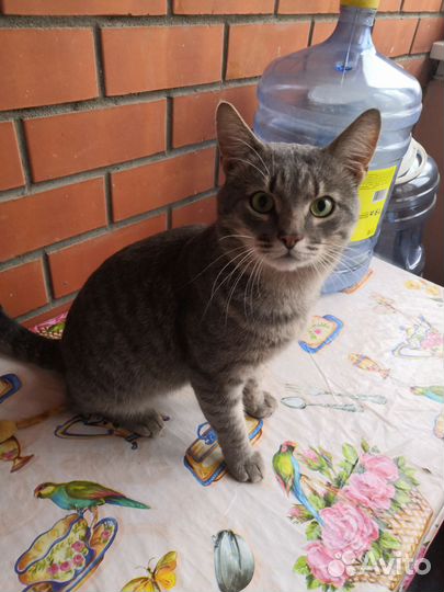 Кот в добрые руки