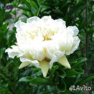 Декоративный гранат с белыми цветами