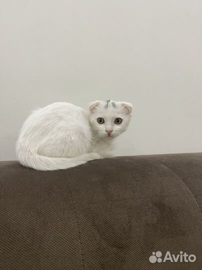 Вислоухий котенок