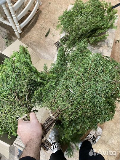 Можевеловый веник для бани,свежий