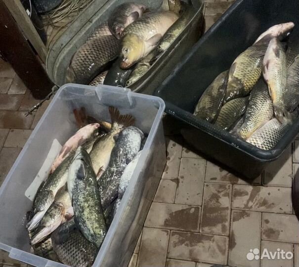 Рыба свежая