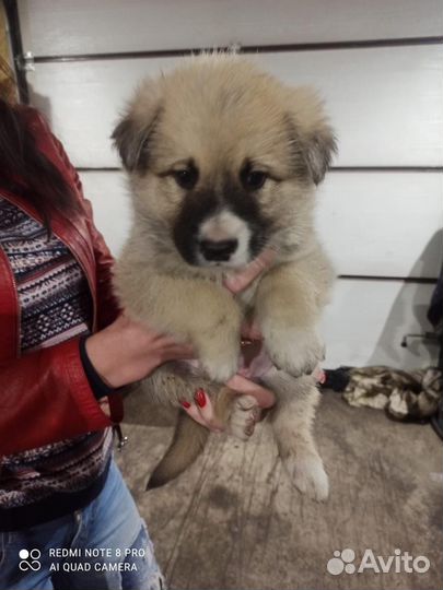 Щенки маламута