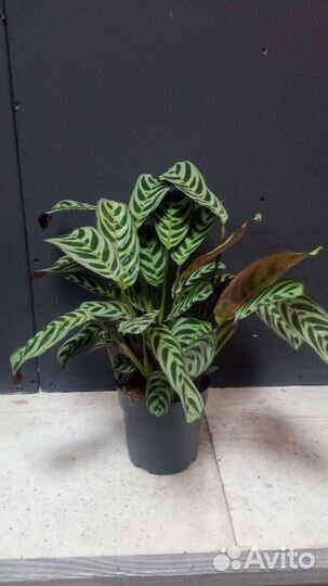 Калатея в горшке