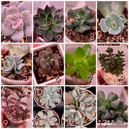 Суккуленты