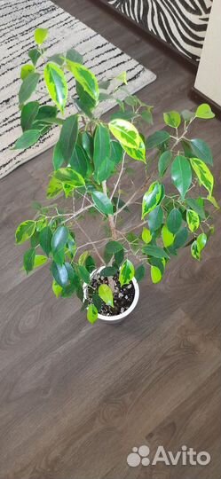 Фикус бенджамина