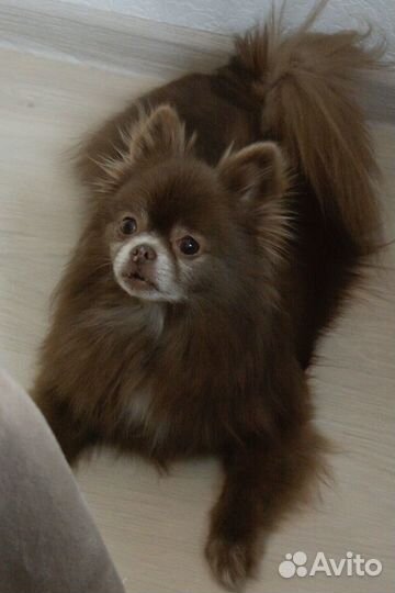 Передержка собак мелких пород