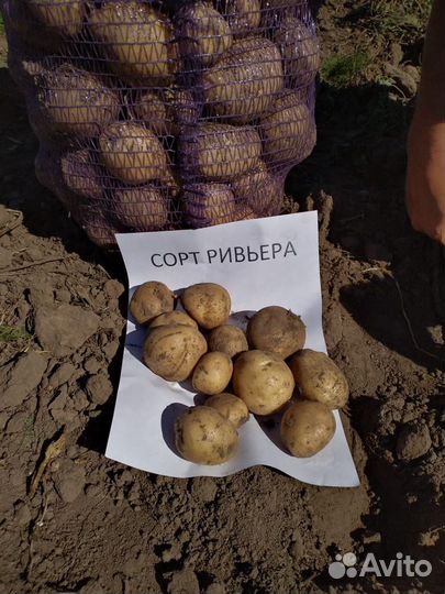 Семенной картофель Ривьера